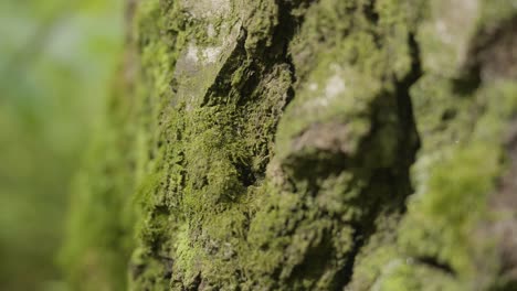 primer plano de la corteza de un árbol cubierta de musgo