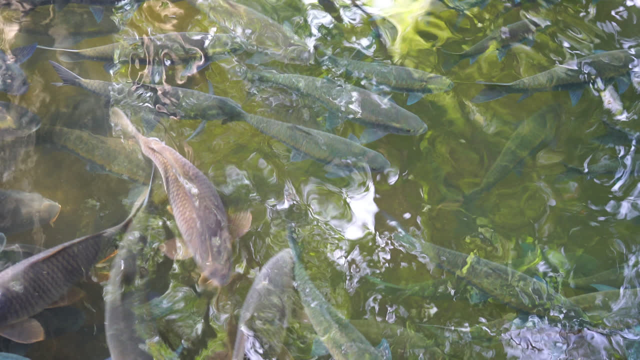 물고기를 풀어주고 물고기에게 먹이를