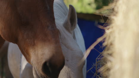 horse’s mouth eating hay. close up