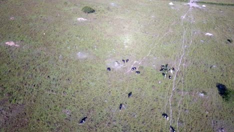 Vista-Aérea-Sobre-Holstein-Friesian-En-Mbarara,-Uganda---Disparo-De-Drone