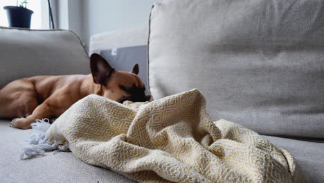 a french bulldog napping peacefully on a grey sofa with a yellow blanket