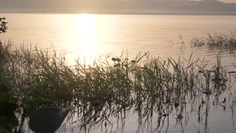 the calm waters of lake victoria in the early morning sun with insects and dragon flies flying around swampy reeds