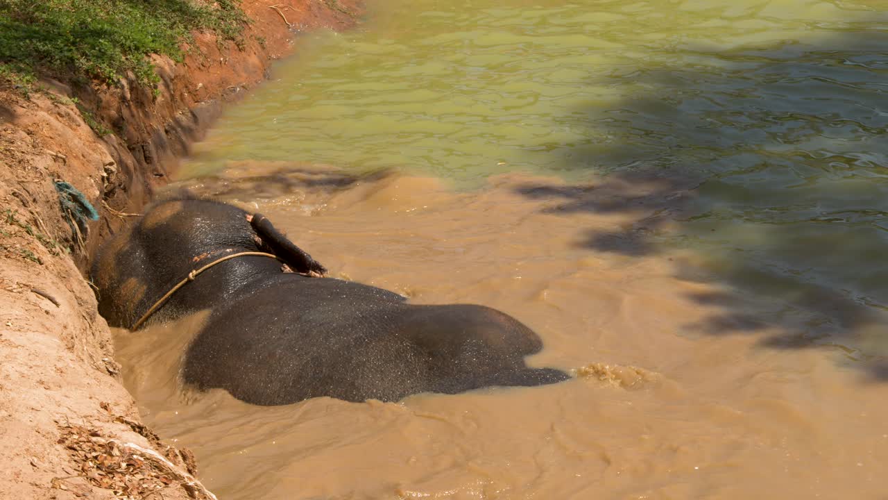 Un elefante asiatico si rotola e si sguazza in uno stagno fangoso in pieno giorno a Phuket