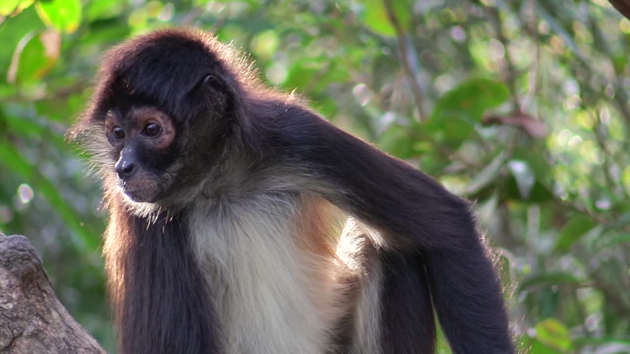 un mono araña en un entorno selvático
