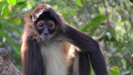 a spider monkey in a jungle setting