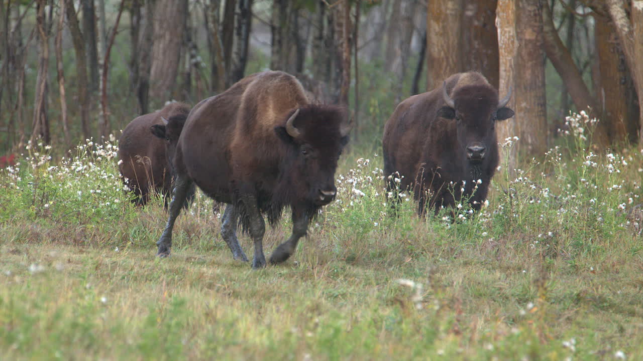 Bison look at camera from edge of chilly foggy northern forest meadow