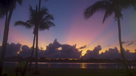 silhouetted palm trees before vibrant pre-dawn sky in south florida, u