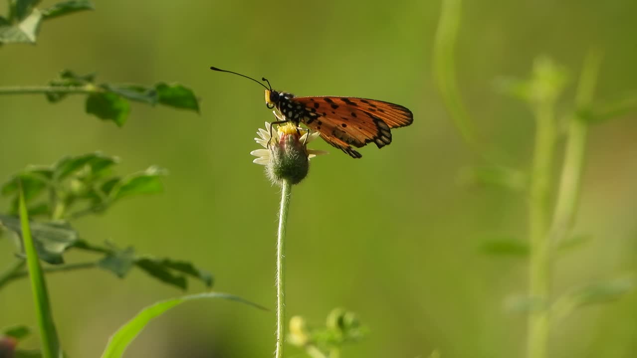 mariposa en flor encontrando comida