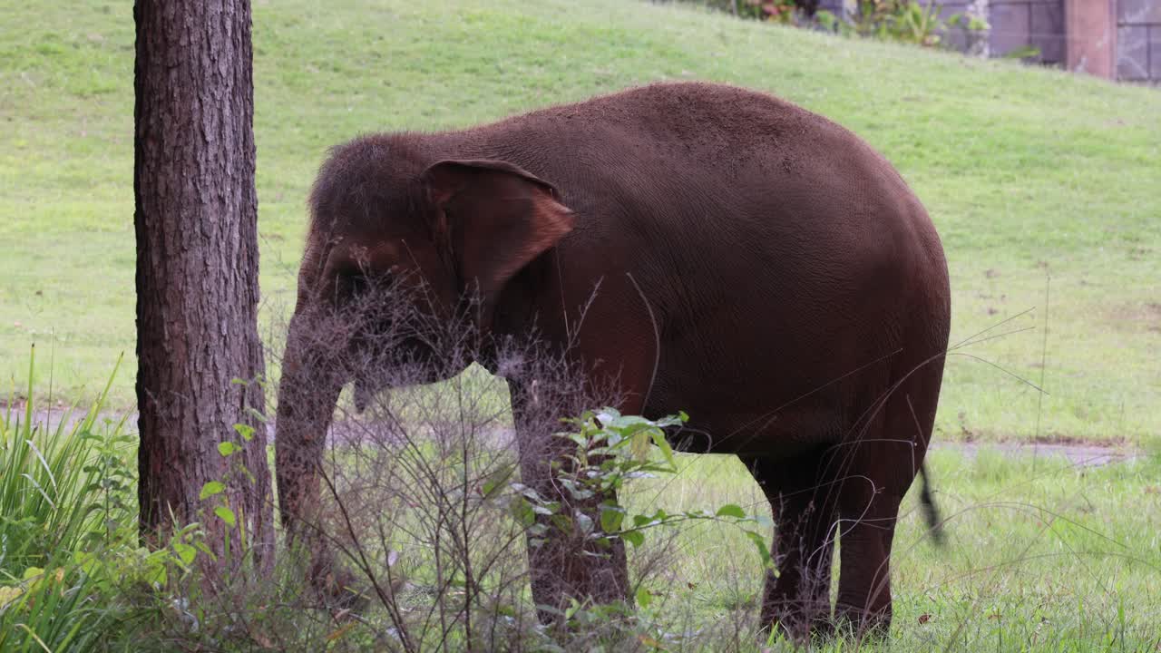 un elefante se mueve y come en un campo verde.