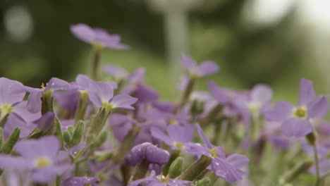 gotas de lluvia cayendo sobre flores púrpuras vibrantes en un jardín