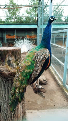 beautiful peacock sitting on the cut wood. gorgeous white peacock with an opened tail at backdrop. birds in the zoo. vertical video.