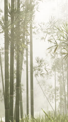 foggy bamboo forest