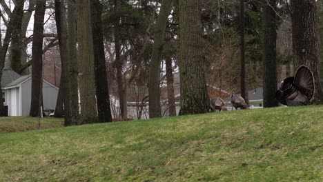 Turkeys-in-a-suburban-back-yard