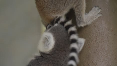 Young-ring-tailed-lemur-playing.-Close-up