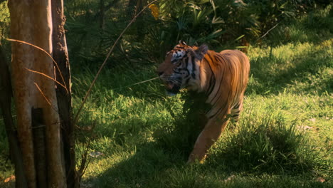 tigre en un recinto de hierba