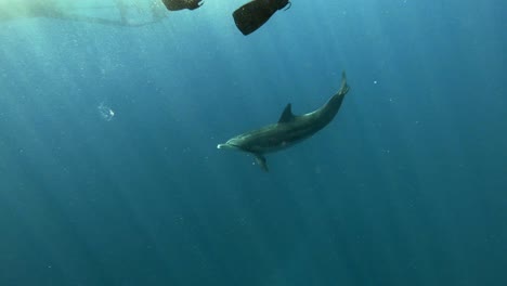 delfines juguetones nadando bajo un hombre buceando en el mar azul profundo con rayos de sol