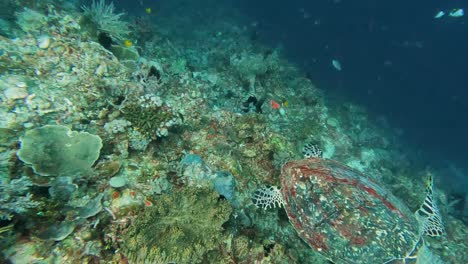 a beautiful hawksbill sea turtle gracefully swimming over stunning coral reef in the coral triangle, timor leste, southeast asia