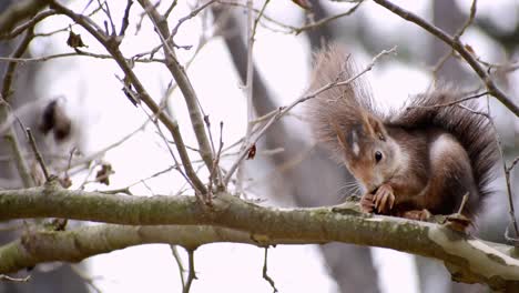 red squirrel eating acorn standing on the branch of a tree in fuentes del marques, caravaca, spain