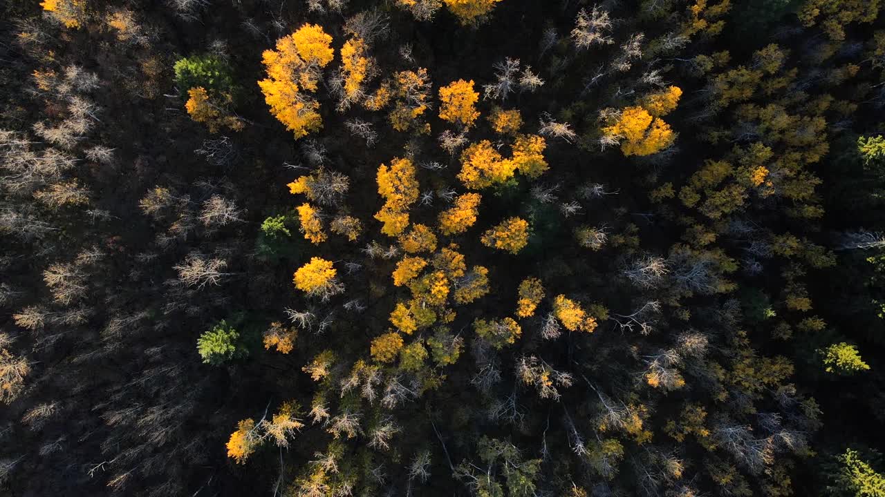 캐나다 일몰에서 노란색, 황토색, 갈색, 녹색과 같은 가을 색으로 움직이는 나무의 드론 4k 탑 뷰