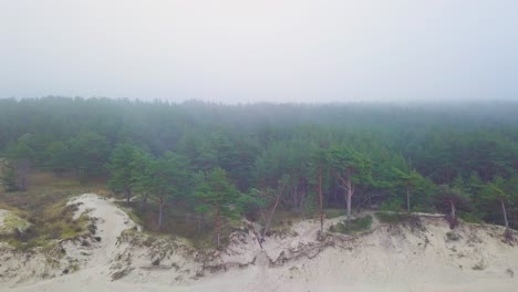 Idyllic-aerial-view-misty-dark-pine-tree-forest-on-foggy-autumn-day,-Nordic-woodland-with-thick-mist,-Baltic-sea-coast,-wide-establishing-drone-shot-moving-forward