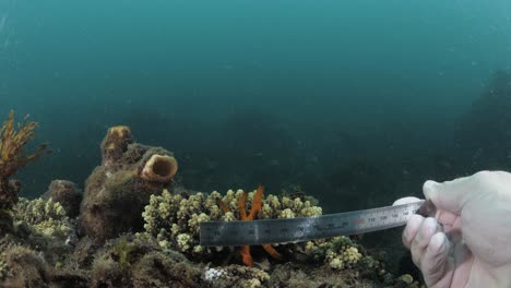 un buzo hace mediciones de una estrella de mar en un arrecife de coral buceando bajo el agua en el océano