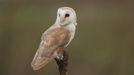 barn owl perched on a branch