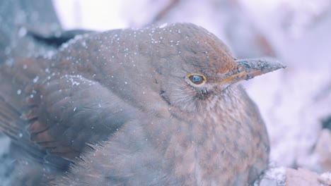 puffed up female common blackbird during very light snow fall, close up