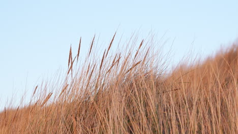 golden beach grass growing over dunes in summer breeze