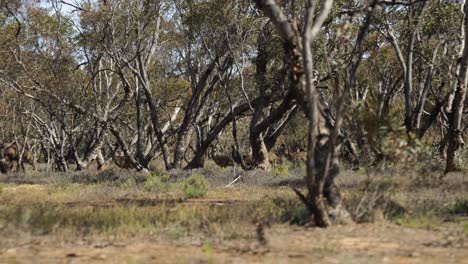 a big emu mother walks with her chicks through the bushland of the australian outback