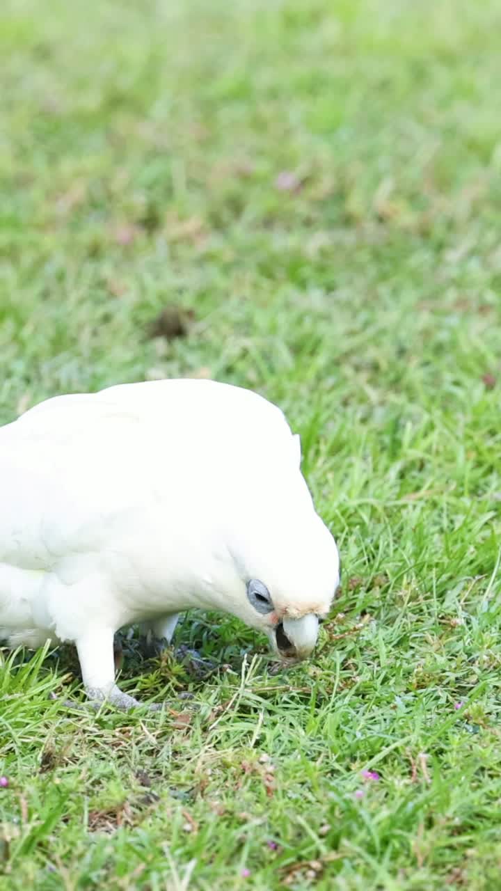 Bird walks, pecks ground, then flies away.