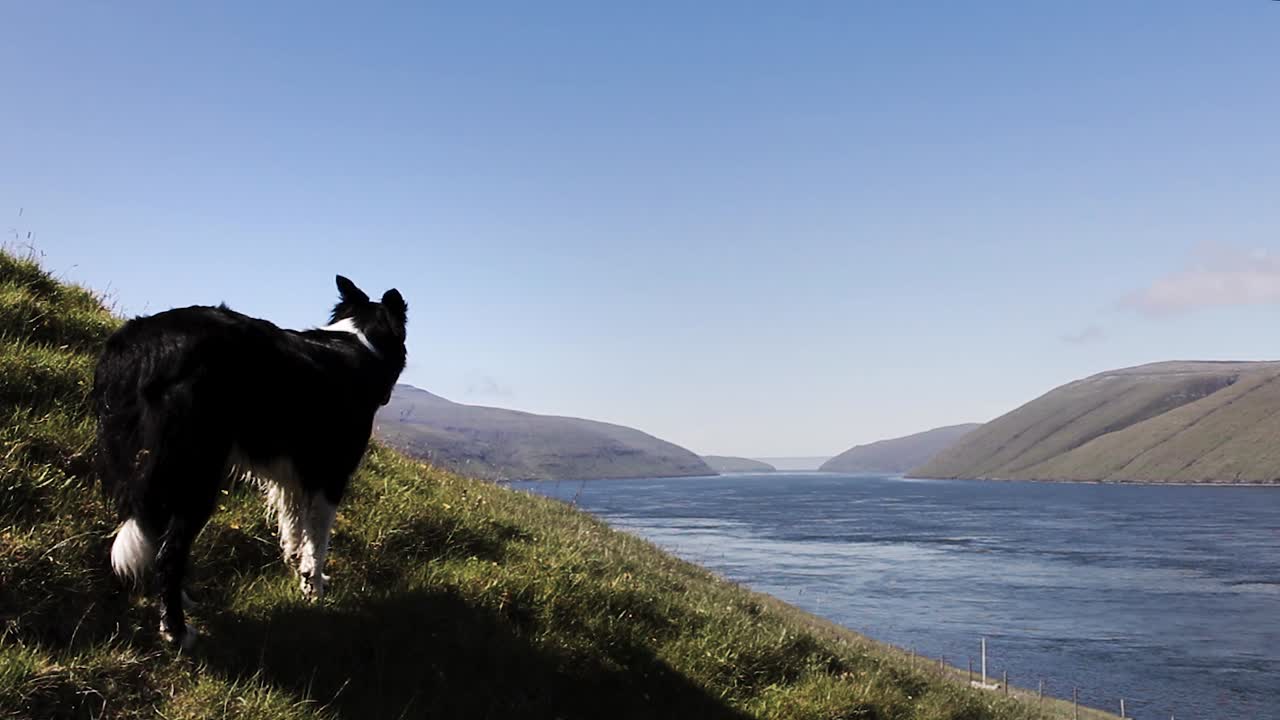 perro pastor parado en la montaña mirando la vista al mar en las islas feroe