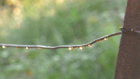 la luz del sol de la mañana en las gotas de rocío que cuelgan del alambre de la cerca