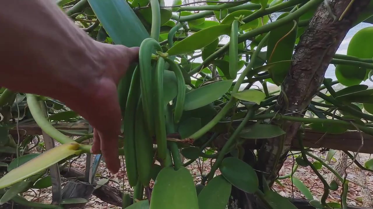 Favas de baunilha se desenvolvem em trepadeiras sob a sombra no Vão do Moleque, dentro do território Kalunga da Chapada dos Veadeiros, Brasil, com uma mão inspecionando o fruto
