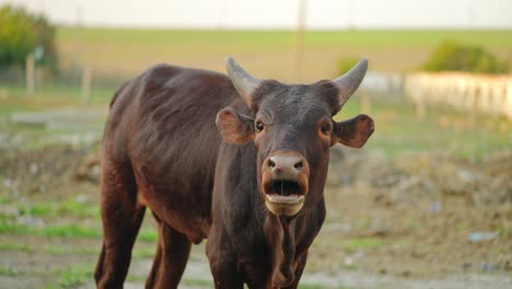 brown bull in a field