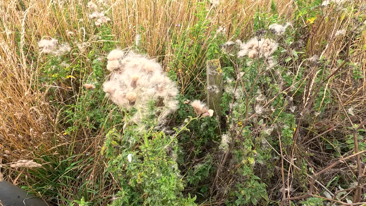 Fluffy thistle seed heads sway and disperse seeds in a sunlit wild field, captured with a steady camera and natural daylight for a serene mood