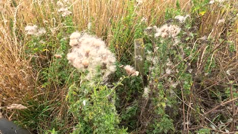 fluffy thistle seed heads sway and disperse seeds in a sunlit wild field, captured with a steady camera and natural daylight for a serene mood