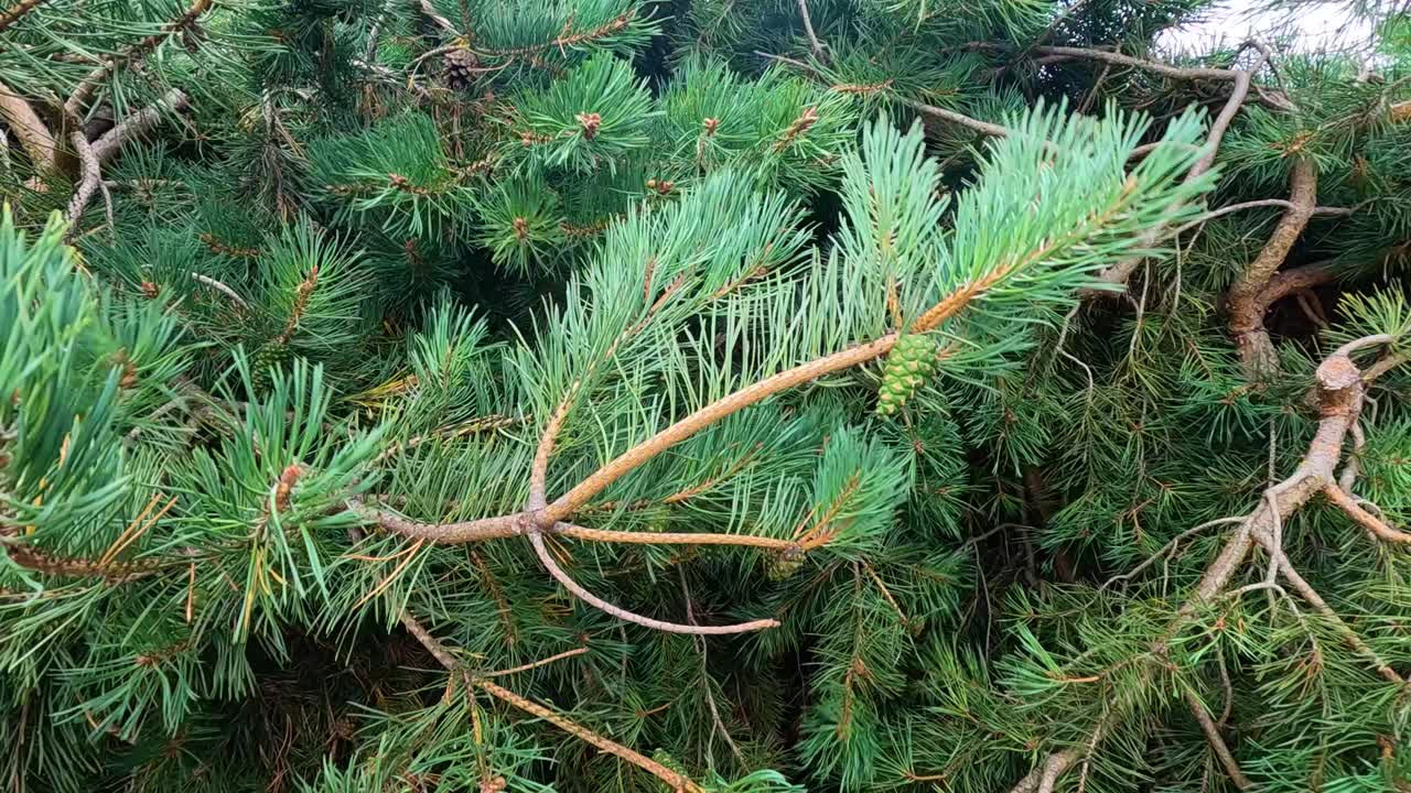 천천히 흔들리는 상록색 가지들의 클로즈업