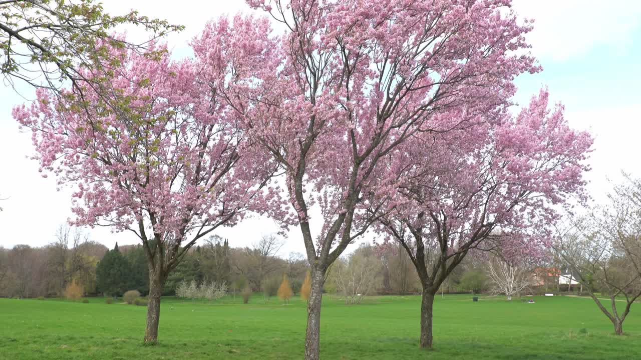 Fully blossomed sakura trees at an urban park