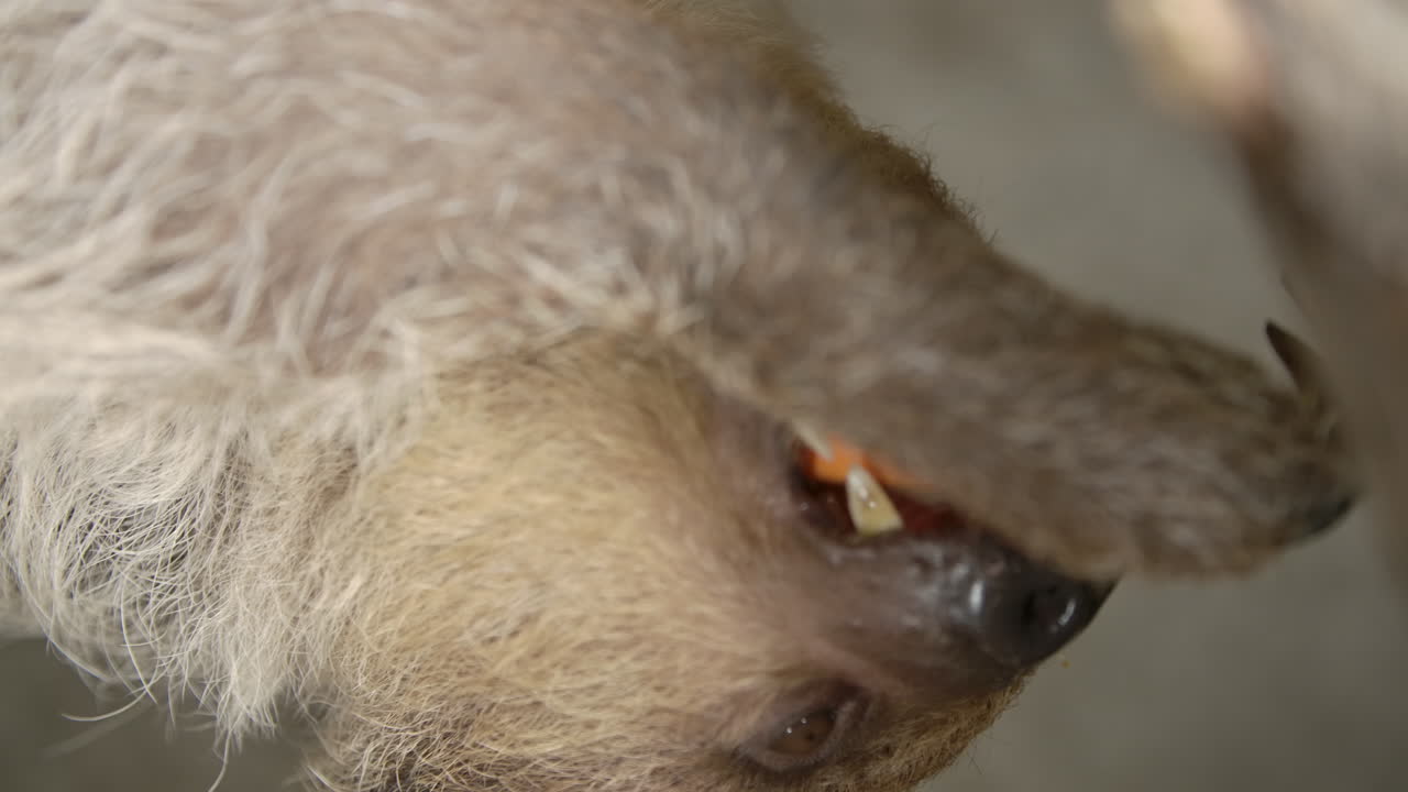 카메라 근처의 나무에 매달려 있는 두 발가락 나무늘보