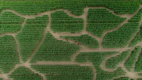 Gruppe-Verlorener-Menschen,-Die-Nach-Einem-Weg-Aus-Dem-Grünen-Labyrinth-Suchen,-Drohnenansicht