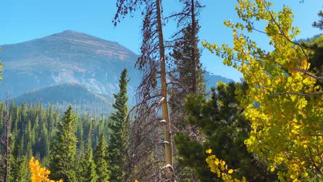 mountaintops behind the trees in the rocky mountains