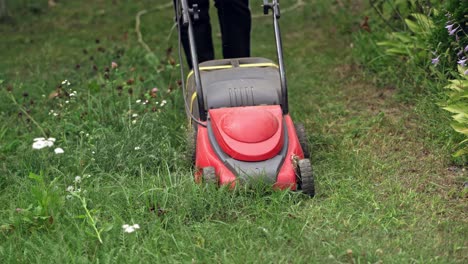 lawn mower cutting grass in the garden. lawn mower mows green grass on the backyard in summer. worker mowing lawn with electric machine.