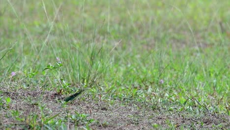 Der-Kastanienköpfige-Bienenfresser-Gräbt-Ein-Nest-Auf-Einem-Hohen-Grashügel-An-Einem-Bestimmten-Ort,-An-Dem-Bienen-Und-Andere-Insekten-Reichlich-Vorhanden-Sind