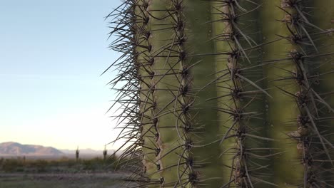 Panorámica-Hacia-Abajo-Cerca-De-Un-Gran-Cactus-En-El-Desierto-De-Arizona-A-Fines-Del-Invierno