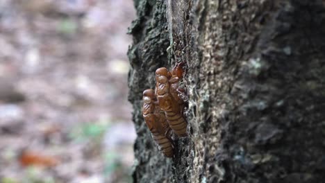 Dolly-Shot-of-two-Cicada-Shells-on-a-Tree