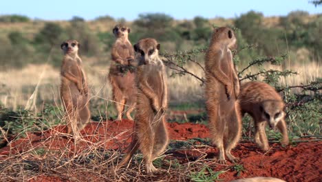 suricate meerkats basking in the sun in the early morning while surveying their surroundings for danger, southern kalahari