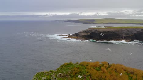 reverse aerial dolly of a small islet on the kilkee cliffs, county clare, teeming with vibrant birdlife