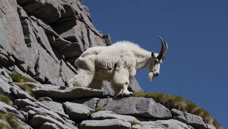 mountain goat on a rocky cliff