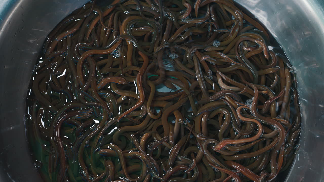Fresh Eels in a Bowl
