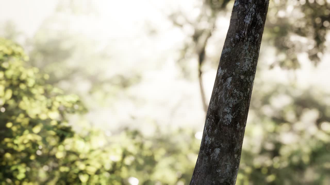 이른 아침 에 안개 가 가득 한 숲